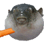 aaugh